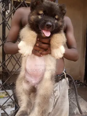 0-1 month Female Purebred Caucasian Shepherd