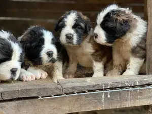 0-1 month Female Purebred Saint Bernard