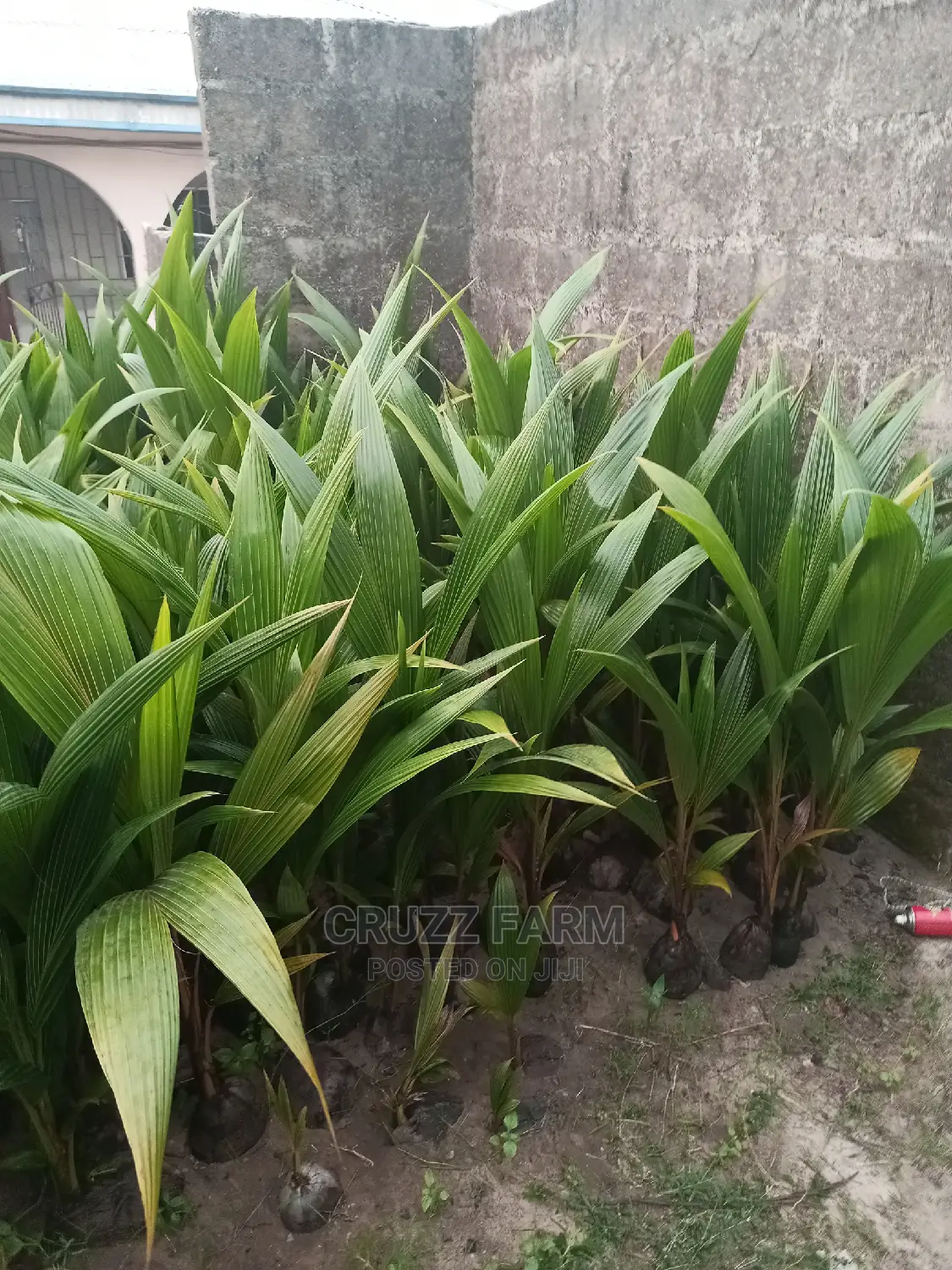 Hybrids and Dwarf Coconut Seedlings