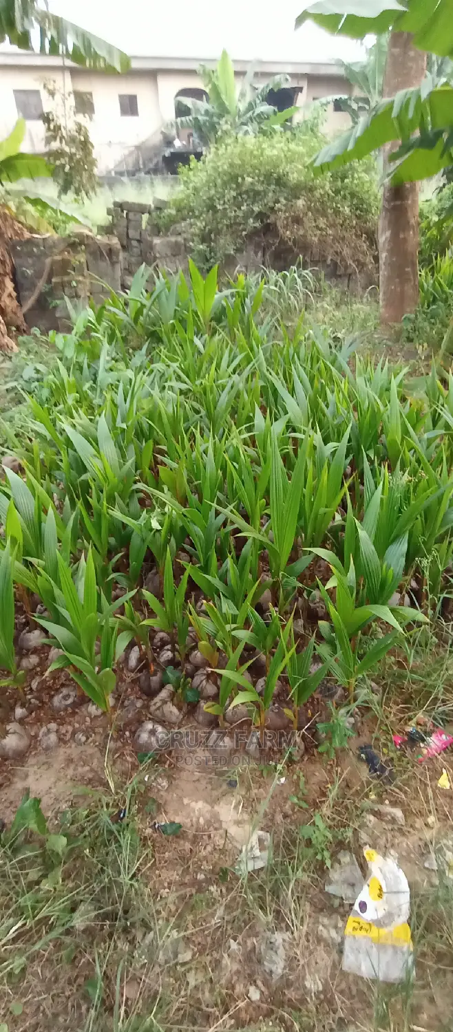 Hybrids and Dwarf Coconut Seedlings