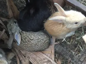 Exotic Gaint Breed of Rabbits