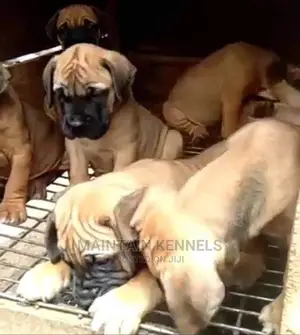 1-3 months Female Purebred Boerboel