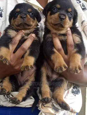 0-1 month Female Purebred Rottweiler
