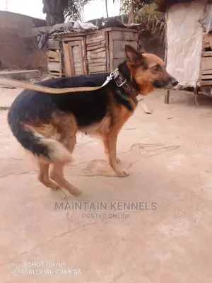 1+ year Female Purebred German Shepherd