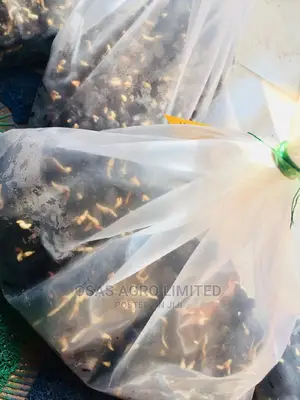 Malaysian Supergene Oil Palm Sprouted Nut
