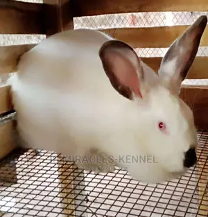 Cute Rabbits for Sale