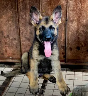 1-3 months Male Purebred German Shepherd