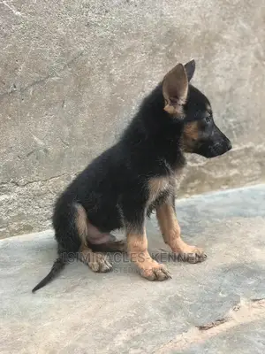 1-3 months Male Purebred German Shepherd