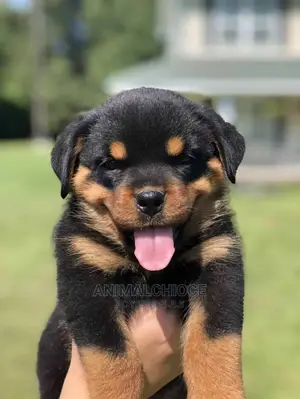 1-3 months Male Purebred Rottweiler
