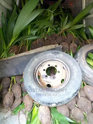 Dwarf Coconut Seedlings