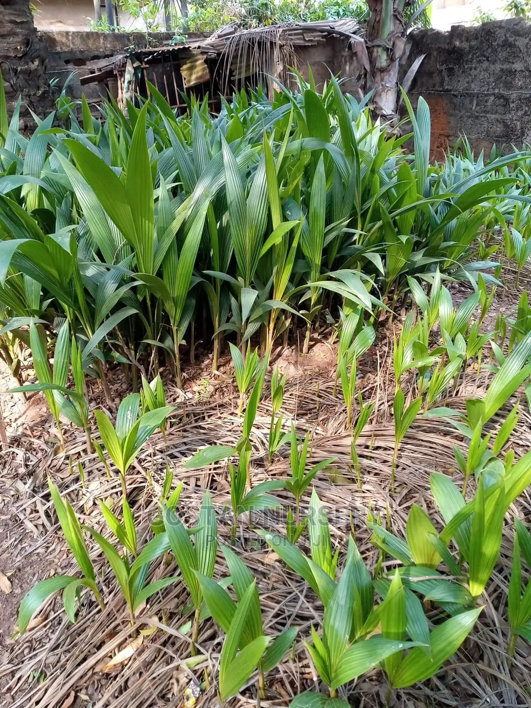 Dwarf Coconut Seedlings