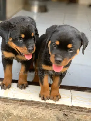 1-3 months Female Purebred Rottweiler