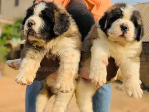 0-1 month Female Purebred Saint Bernard