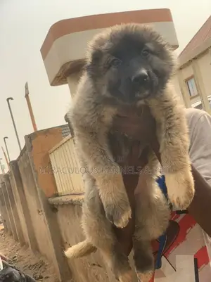 3-6 months Female Purebred Caucasian Shepherd