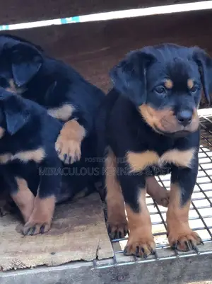 1-3 months Female Purebred Rottweiler