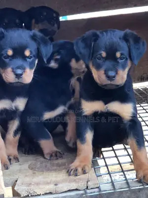 1-3 months Male Purebred Rottweiler