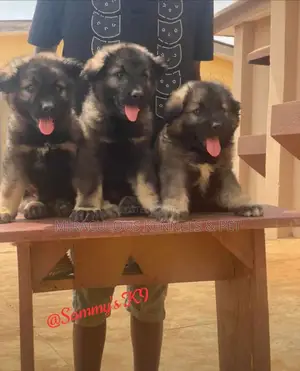 1-3 months Female Purebred Caucasian Shepherd