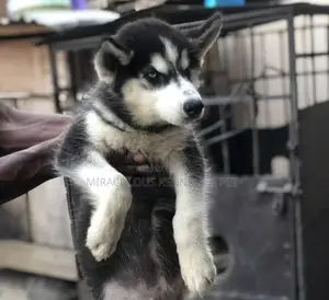1-3 months Female Purebred Siberian Husky