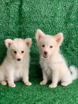 0-1 month Male Purebred American Eskimo