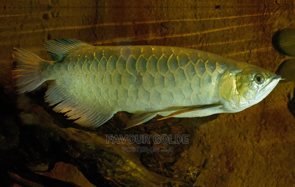 Arewana Fish