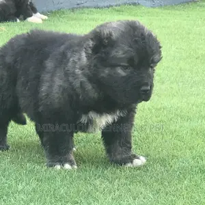 0-1 month Male Purebred Caucasian Shepherd
