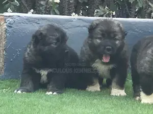 1-3 months Female Purebred Caucasian Shepherd