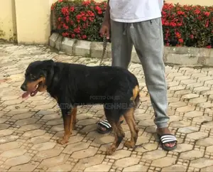6-12 months Female Purebred Rottweiler