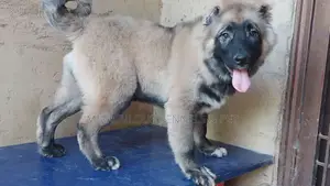 3-6 months Male Purebred Caucasian Shepherd