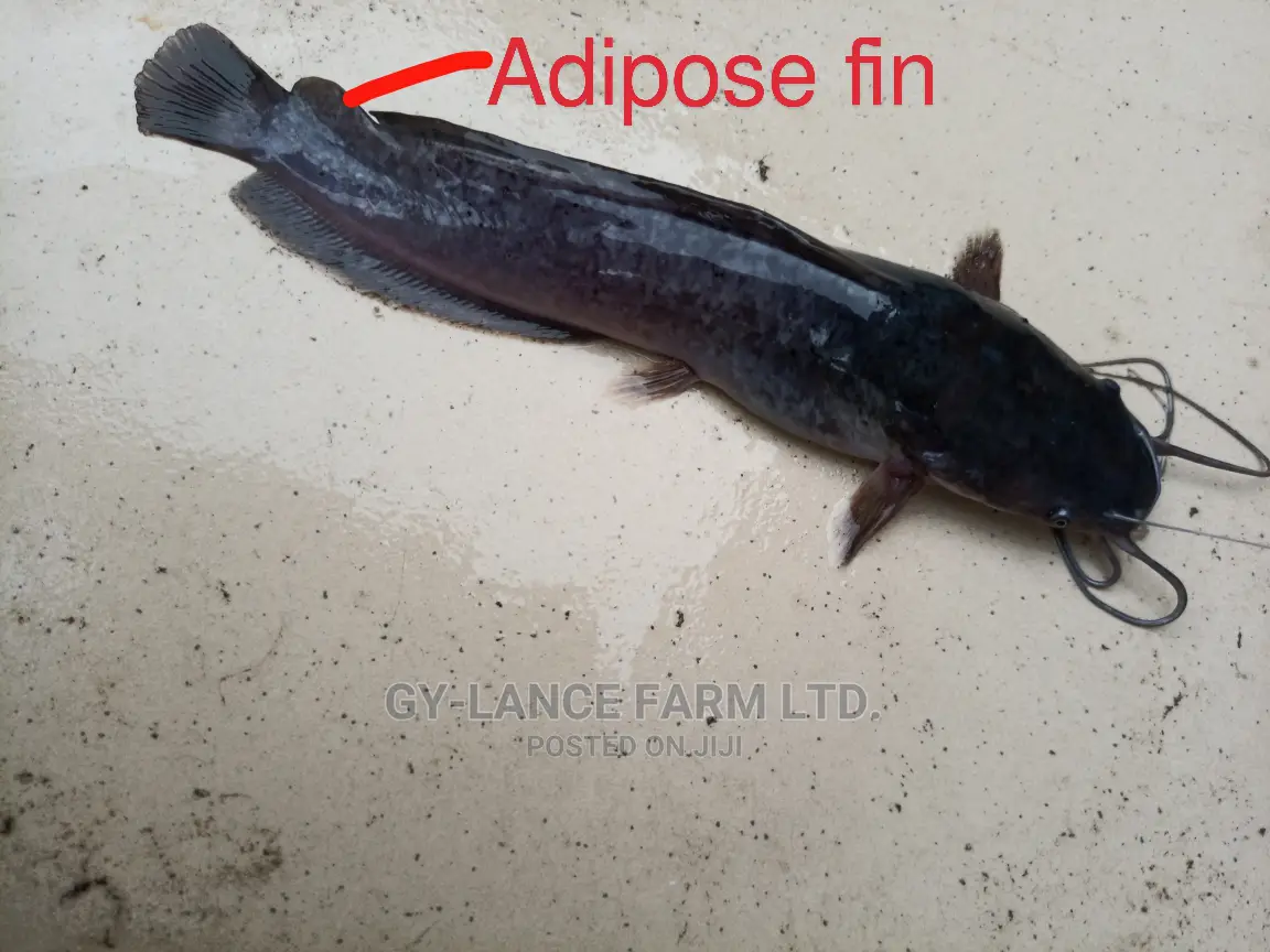 Fast Growing Catfish Jumbo/Fingerlings, Juveniles Hybrid in Badagry