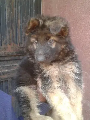 1-3 months Male Purebred German Shepherd