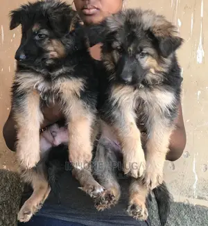 1-3 months Male Purebred German Shepherd