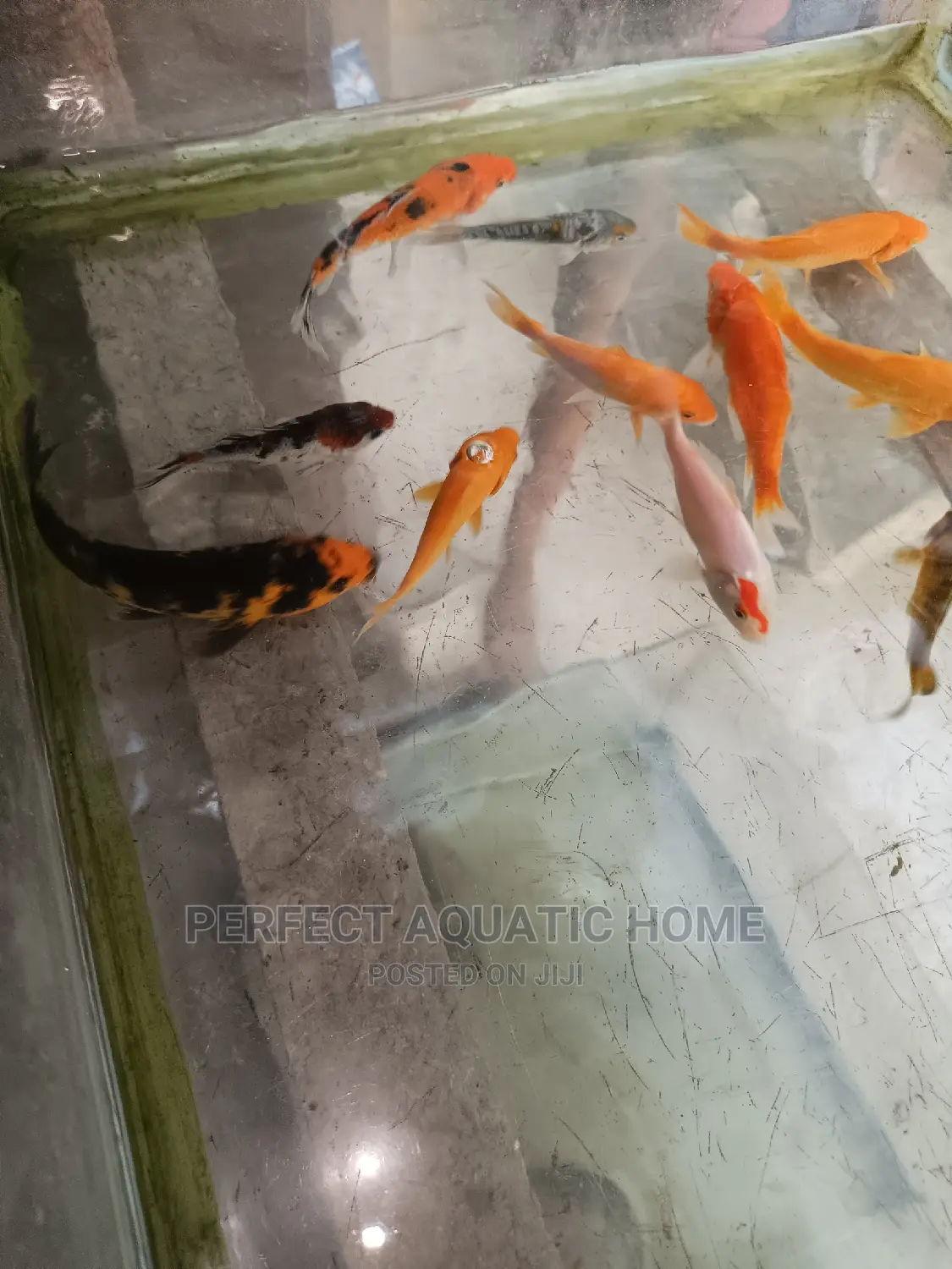 Koi Fish 5inch