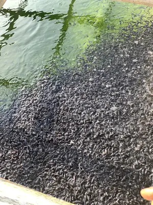 Fingerlings, Juveniles Catfish and Jumbo