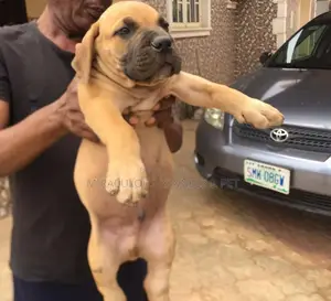 1-3 months Female Purebred Boerboel