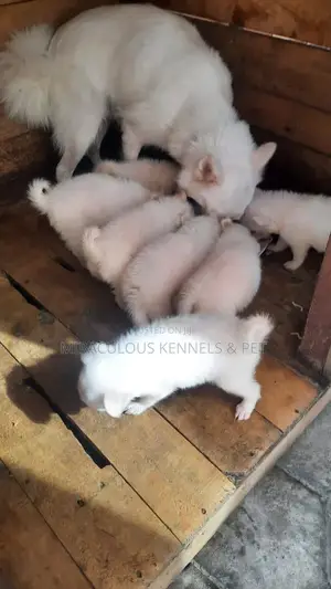 1-3 months Female Purebred American Eskimo