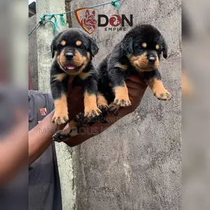 0-1 month Female Purebred Rottweiler