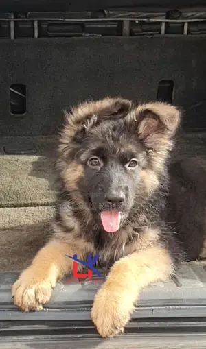 1-3 months Female Purebred German Shepherd