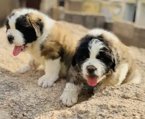 Photo - 1-3 months Female Purebred Saint Bernard