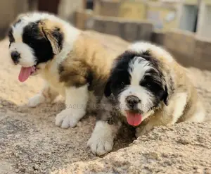 1-3 months Female Purebred Saint Bernard