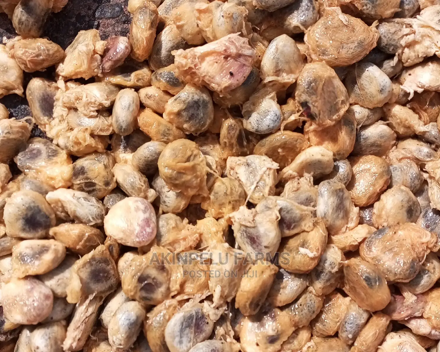 Agric Pumpkin {Ugu)Seeds.
