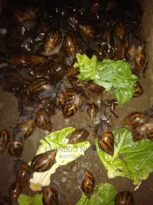 Aa Pol Snails