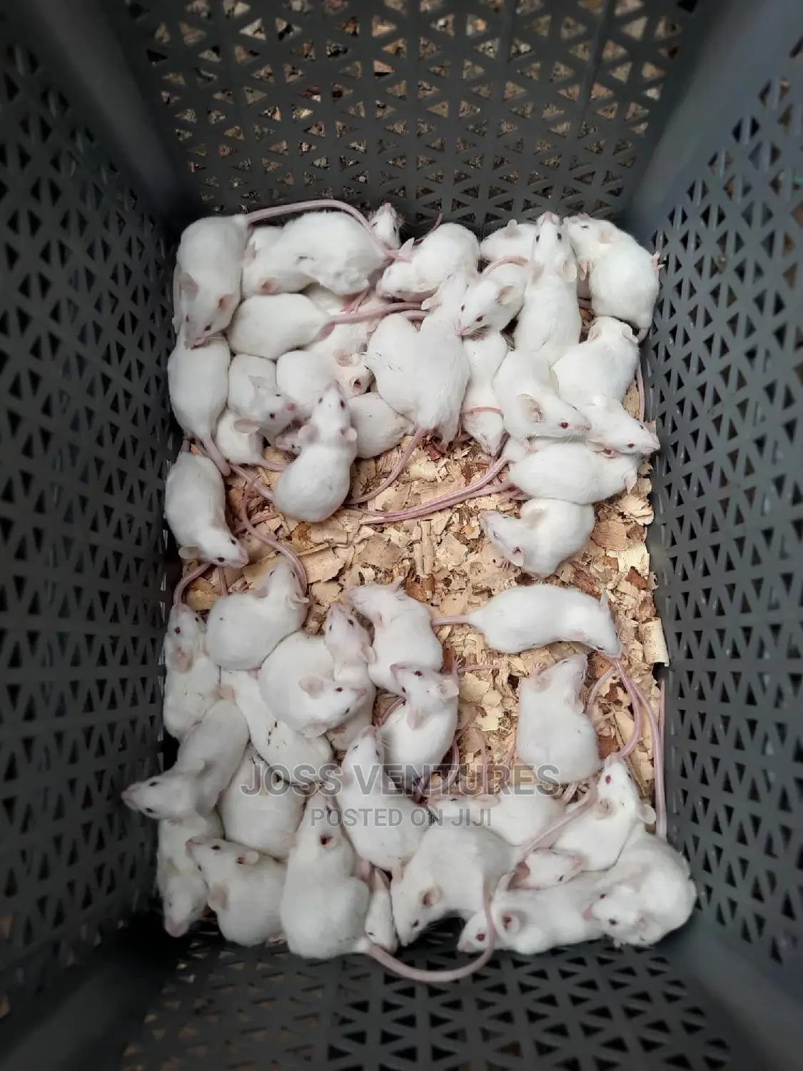 Albino Mice (Balb/C)