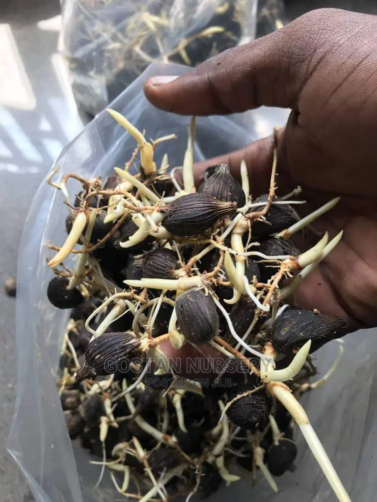 Improved Tenera Sprouted Seeds