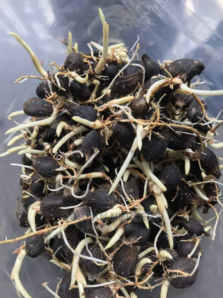 Improved Tenera Sprouted Seeds
