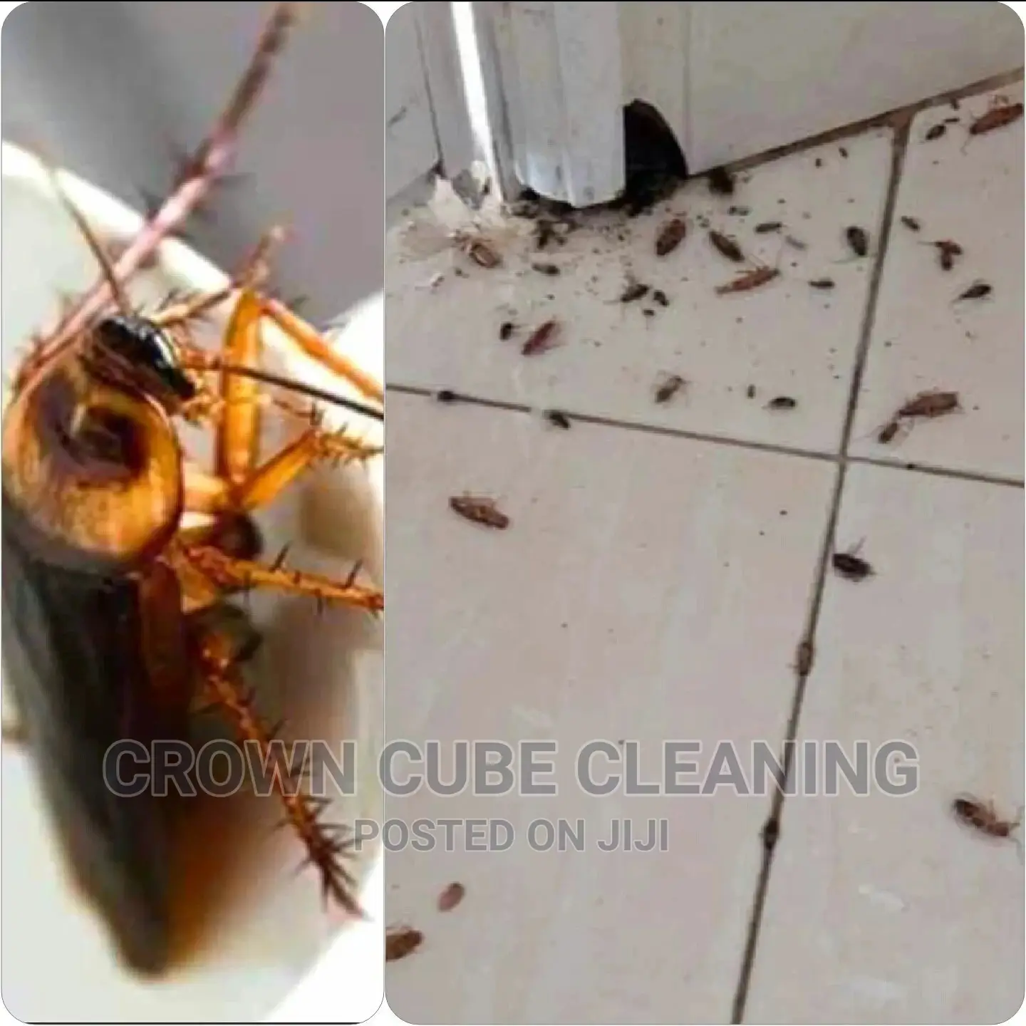 General House Fumigation Services