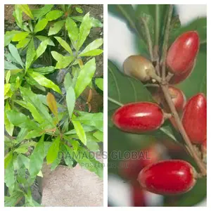 Sweet Berry Seedling (Agbayun)