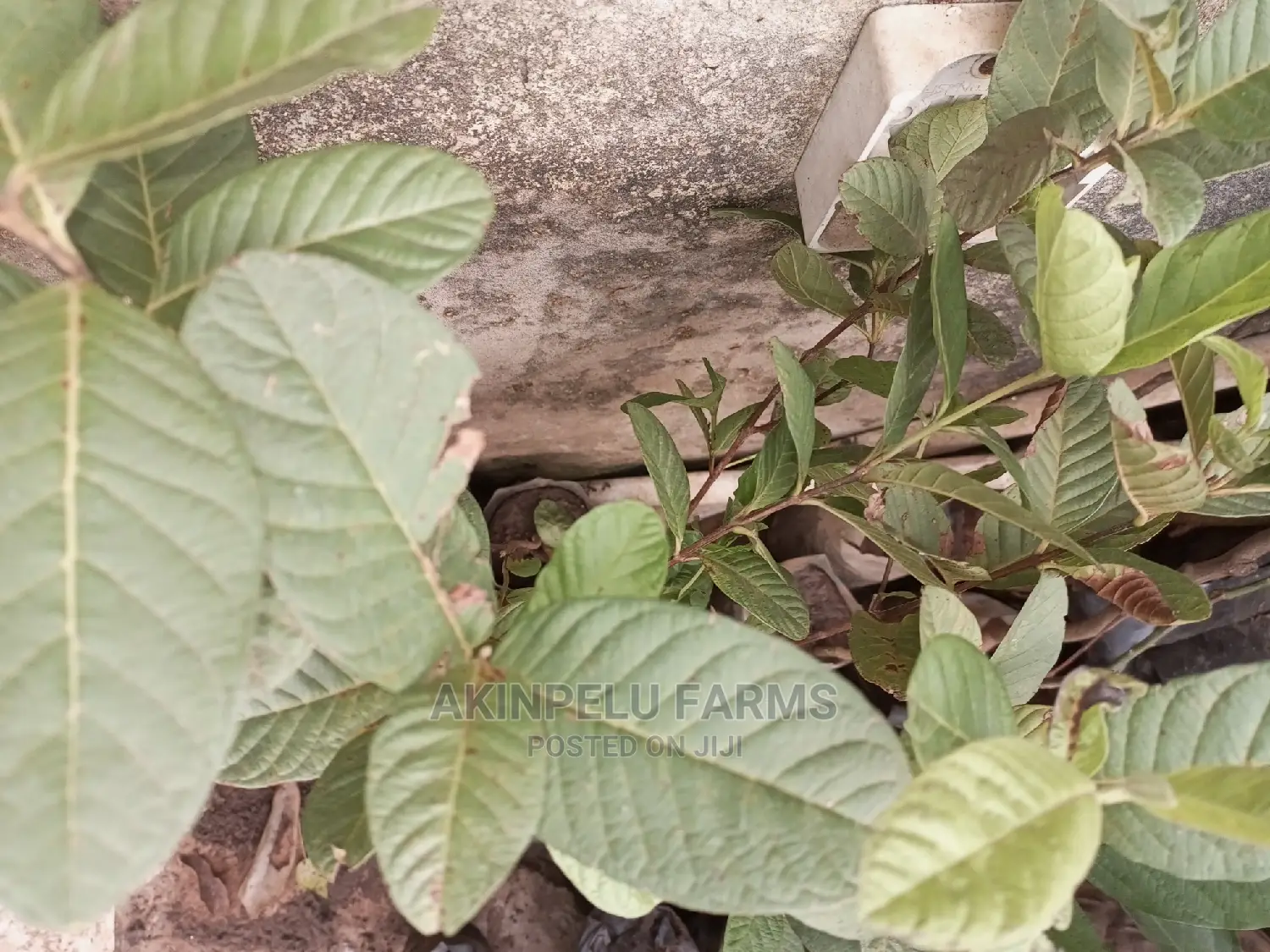 Jumbo Guava Seedlings