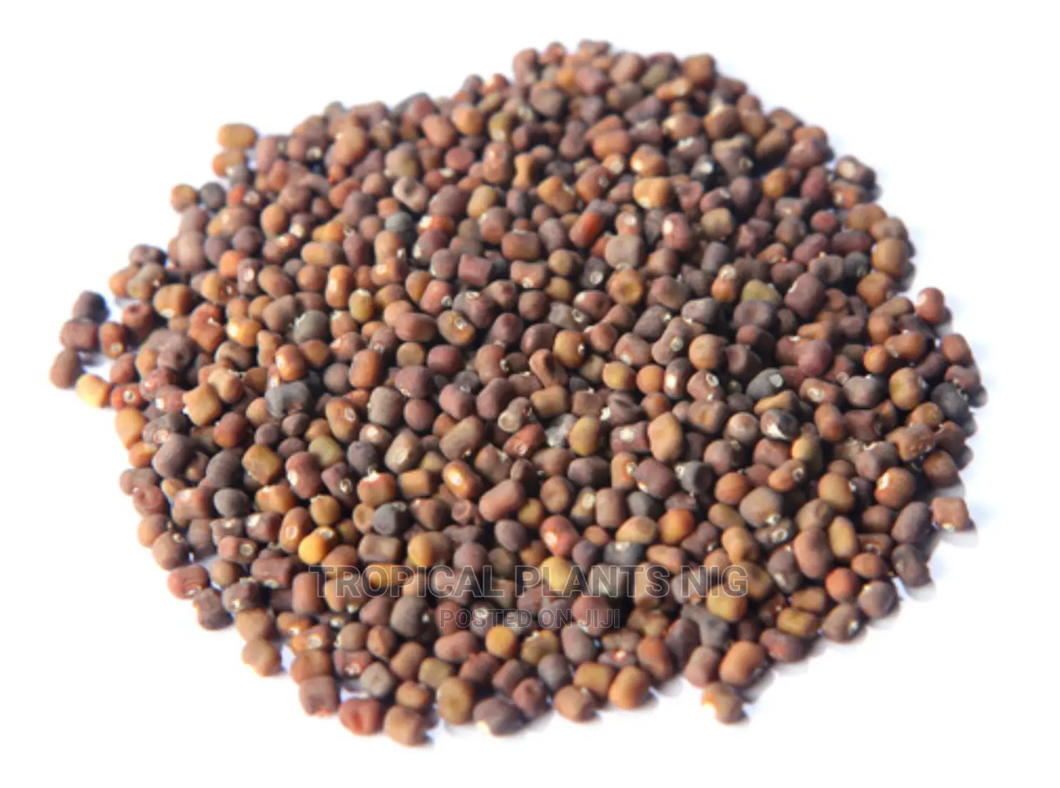 Pueraria Phaseoloides Seeds