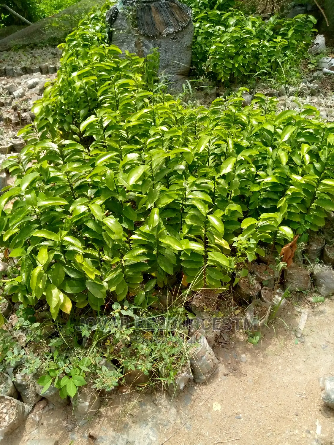 Best Soursop Seedling