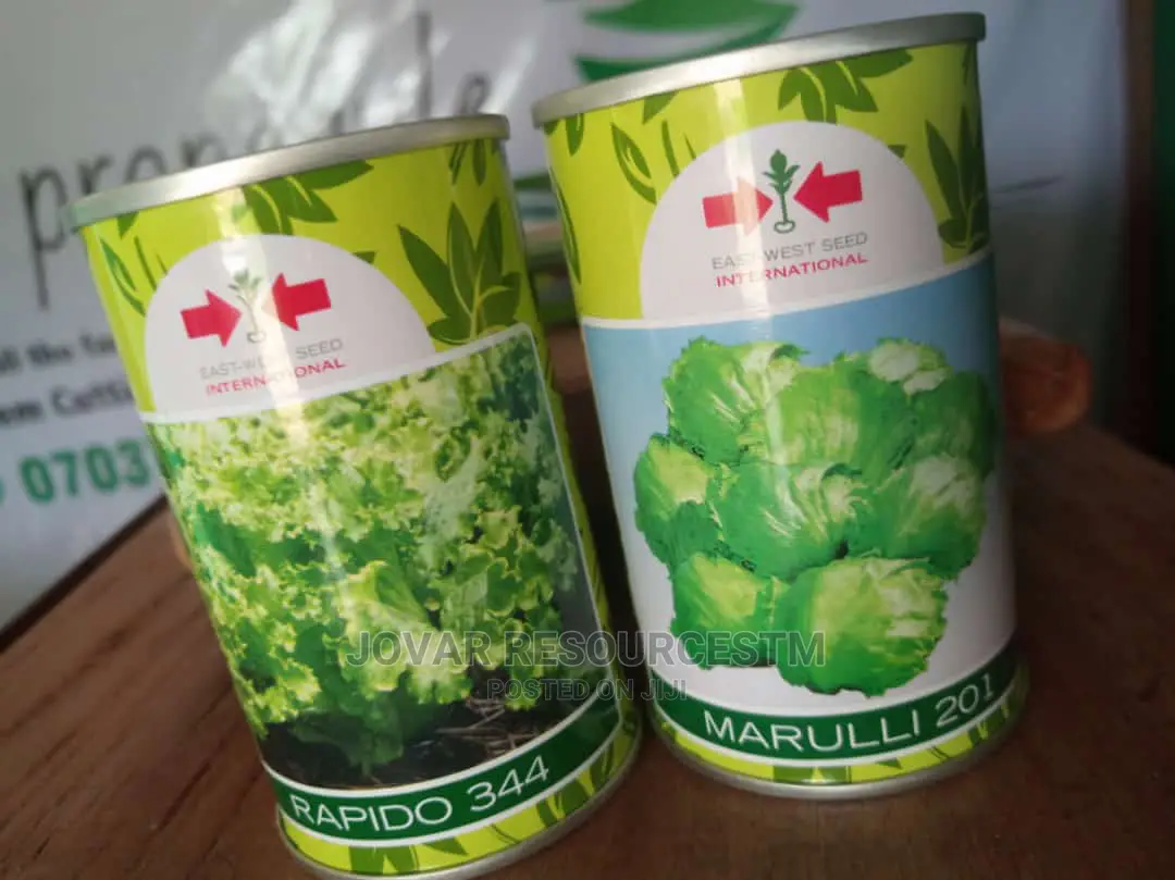 Best Improved Lettuce Seeds (Higher Yield)
